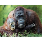 3D ORANGUTAN MUM & BABY POSTER